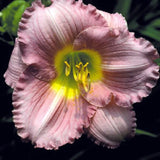 Pastures of Pleasure Daylily