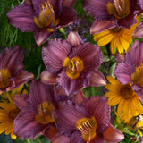 Purple de Oro Daylily