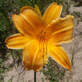 Rocket City Daylily