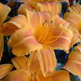 Rocket City Daylily