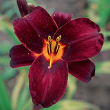 Dazzling Daylilies Clearance #1