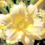 Ruffled Pastel Cheers Daylily