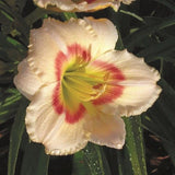 Siloam Ethel Smith Daylily