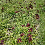 Storm Warning Daylily