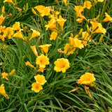 Stella de Oro Daylily