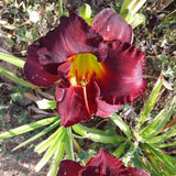 Jovial Daylily