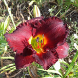 Jovial Daylily