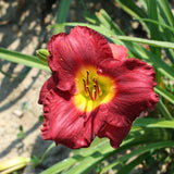 Jovial Daylily