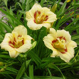 Longfields Angel Daylily