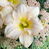 Pewter Pink Daylily