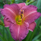 Reblooming Daylily Pack