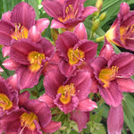 Razzmatazz Daylily - representative mature plant