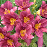 Razzmatazz Daylily - representative mature plant