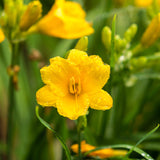 Reblooming Daylily Pack