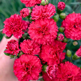 Cranberry Cocktail Dianthus