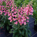 arctic fox rose foxglove seeds Arctic Fox Rose Foxglove – rePotme