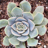 Easy-Care Echeveria