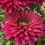 Sweet Fuchsia SunSeekers® Coneflower