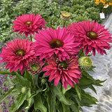 Sweet Fuchsia SunSeekers® Coneflower