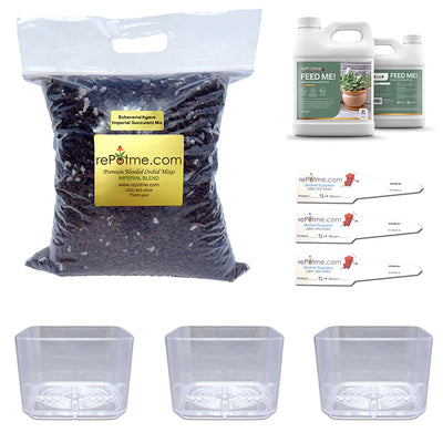 Echeveria/Agave Succulent Starter Kit