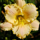 Everyone Loves An Angel Daylily