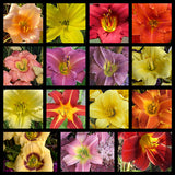Daylilies by the Dozen