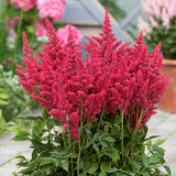 Fireberry Astilbe