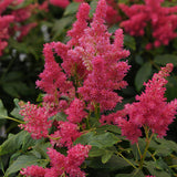 Fireberry Astilbe