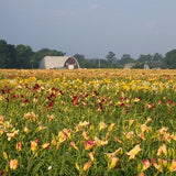Mixed Daylily Sampler Pack (24 Plants)