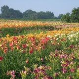 Premium Daylily Pack - 12 each