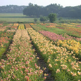 Premium Daylily Pack - 24 each