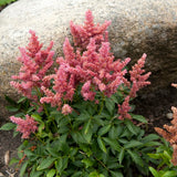 Fireberry Astilbe