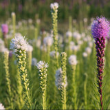 Floristan Blazing Star Mix