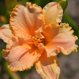 Flounced Symphony Daylily
