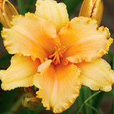 Flounced Symphony Daylily