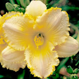 Fragrant Bouquet Daylily