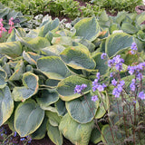 Frances Williams Hosta