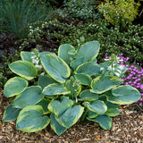 Frances Williams Hosta