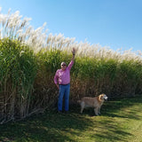 100 Foot Wide Privacy Fence - Giant Miscanthus