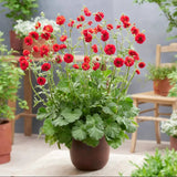 Spring Sun Loving Garden Collection