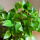 Golden Pothos