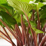 Spring Top 15 Hosta Collection