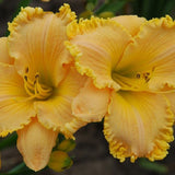 Grandpa's Choice Daylily