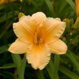 Apricot Sparkles Daylily