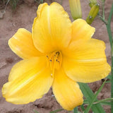 Buttered Popcorn Daylily