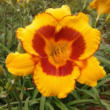 Fooled Me Daylily