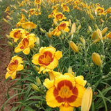 Fooled Me Daylily