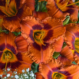 Mighty Chestnut Daylily
