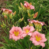 My Sweet Rose Daylily