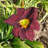 Storm Warning Daylily